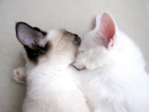 【世界冠军盘点】历届夺冠的经典瞬间回顾，4×100历届冠军