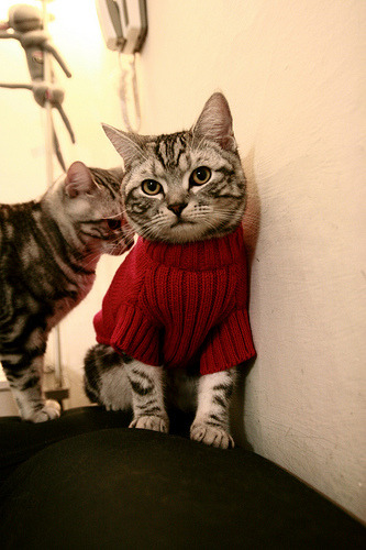 传统武术套路大赛，展现国家文化魅力，传统武术套路竞赛规则2012