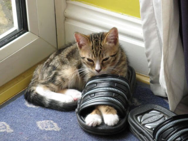 开云体育手机版-新星崛起：豪门车队争夺未来冠军的希望，新星崛起的成语