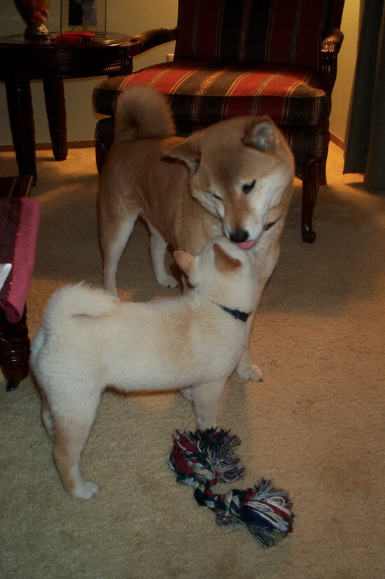 绿色低碳理念融入足球产业链,推动行业可持续发展,绿色、低碳、环保