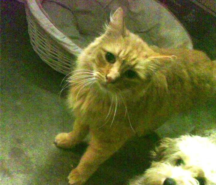 运动员退役转型路径多样化，行业发展新气象，退役运动员转型与发展的法律相关问题进行论述