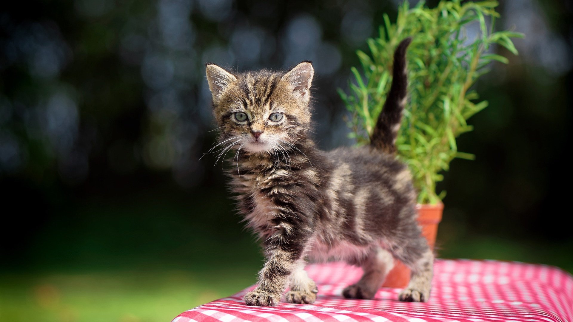 中国三人女篮表现突出 战绩连创新高，中国三人女篮实力