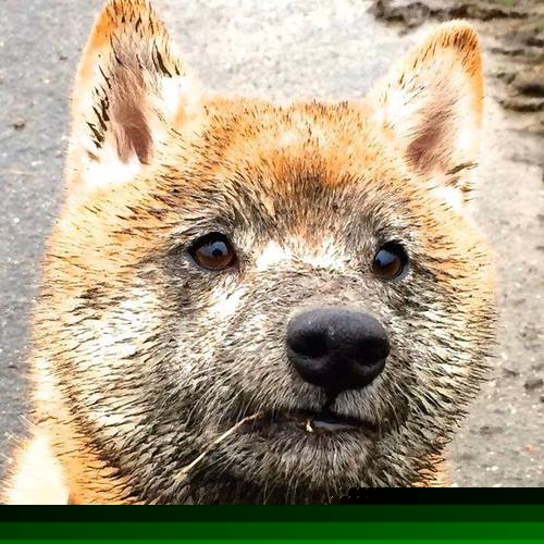 开云体育下载网页版-中国女篮实力提升 争夺国际赛场佳绩，中国,女篮